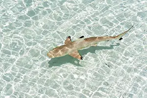Southern Asia Prints: Blacktip Reef Shark (Carcharhinus melanopterus)