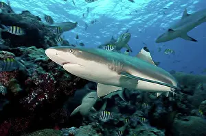 Feed Prints: Blacktip reef shark (Carcharhinus melanopterus) hunting prey swimming through coral reef