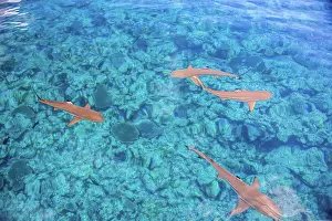 Dangerous Prints: Blacktip reef sharks (Carcharhinus melanopterus) on a flat calm day glide over a dive site known as Vertigo