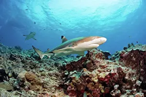 Dangerous Prints: Blacktip Reef Sharks (Carcharhinus melanopterus) swimming over a coral reef; Yap