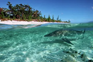 Dangerous Prints: Blacktip shark, Carcharhinus limbatus, Walker's Cay, Bahamas Islands, Atlantic Ocean