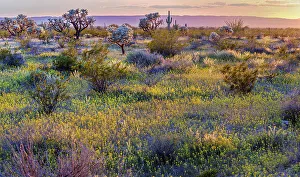 Sunsets Prints: Bladderpods (Peritoma arborea) flowering across the desert floor following an above average winter rain season