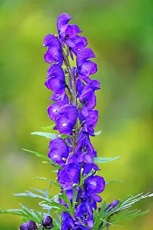 Exterior Photograph Prints: Blauer Eisenhut Aconite (Aconitum napellus)