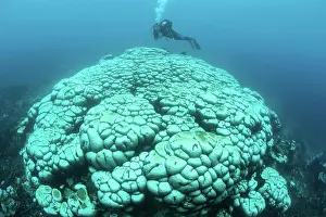 Global Warming Prints: Bleached corals on a reef off the coast of Sulawesi in Indonesia
