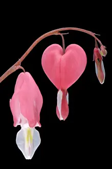 Tender Prints: Bleeding heart flowers (Dicentra spectabilis), close-up