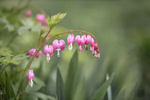 Lithuania Prints: Bleeding heart flowers in springtime. Nature floral background