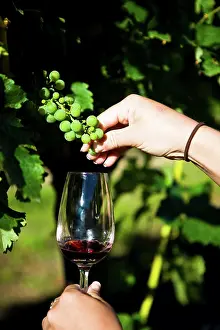 Viticulture Prints: Blenheim, New Zealand. The northern area of the South Island has become a world famous location for wines