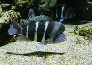 Underwater Prints: blockhead cichlid, Steatocranus casuarius