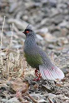 Adult Animal Prints: Blood pheasant (Ithaginis cruentus) adult male