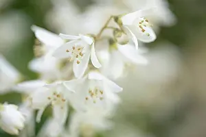Hobbies Prints: Blooming Deutzia bush in a garden