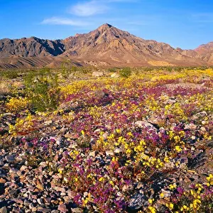 Blooming golden evening primrose (Camissonia brevipes) and notch-leaf phacelia (Phacelia crenulata)