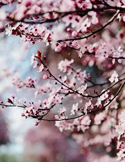 Woody Plant Prints: Blooming ornamental plum tree. Pink blossom on the branches