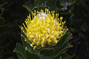 Floral Prints: Blooming Pincushion Protea (Leucospermum species)