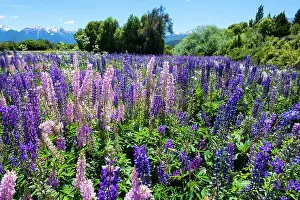 Large Group Prints: Blooming wild flowers, Los Alerces National Park