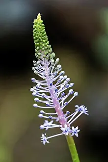 In Flower Prints: Blossom of the blue lily (Merwilla plumbea), Madeira, Portugal, Europe