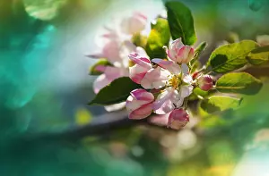 Nahaufnahme Prints: Blossom cherry Flowers of the cherry blossoming in the spring garden Copyright: xZoonar