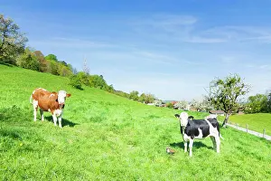 blossoming fruit trees in orchard, cows Bad Feilnbach Oberbayern, Chiemsee Alpenland, Bayern, Bavaria Germany