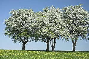 Side By Side Prints: Blossoming pear trees, Mostviertel Region, Lower Austria, Austria, Europe