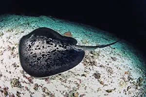 Afrasia Prints: Blotched Fantail Ray swimming near the seabed Maldives