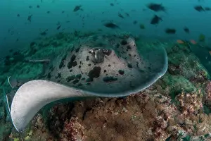 Indian Ocean Prints: Blotched Fantail Ray, Taeniura meyeni