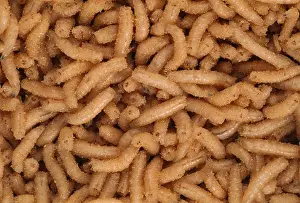 Insect Prints: blowfly larvae calliphora vomitoria