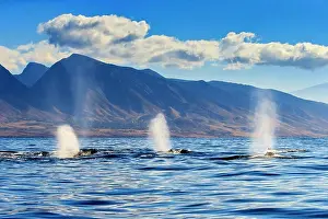 Marine Prints: Three blows as Humpback Whales (Megaptera novaeangliae) surface off West Maui Mountains (Kahalawai')