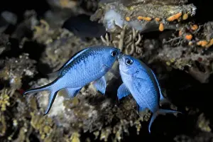 Underwater Prints: Blue Chromis Fighting