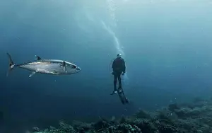 Animal Prints: A blue fin Tuna swimming past a diver at Tubbataha Reef