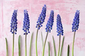 Stipe Prints: Blue grape hyacinth flowers, close up