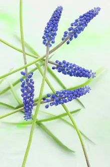Stipe Prints: Blue grape hyacinth flowers, close up