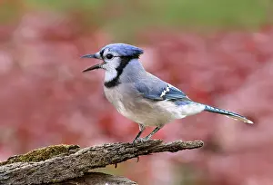 Avian Prints: A Blue Jay, Cyanocitta cristata, calling in Autumn, in Saskatoon, Saskatchewan, Canada