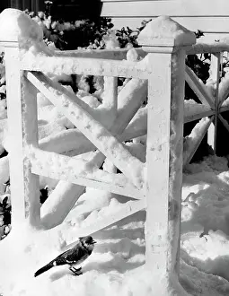 Covering Prints: Blue jay near snow covered railing (Cyanocitta cristata)