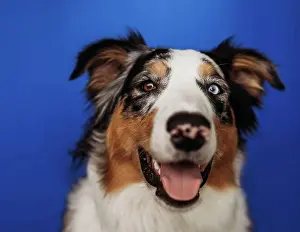 British Columbia Prints: Blue Merle Australian Shepherd portrait in front of blue background