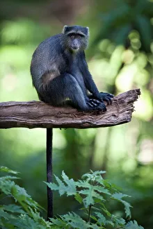 Blue monkey (Cercopithecus mitis) in ground-Water forest