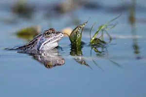 Swamp Prints: Blue moor frog (Rana arvalis) in courtship display in a water ditch