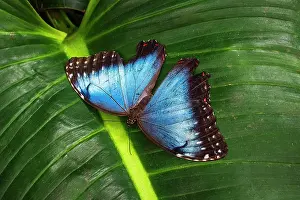 Glowing Prints: Blue morpho butterfly, La Paz Waterfall Gardens, Alajuela Province, Costa Rica