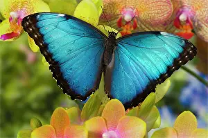Butterfly Prints: Blue Morpho Butterfly, Morpho peleides, on Orchid