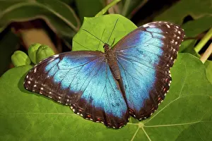 Butterfly Prints: Blue morpho butterfly (Morpho Peleides) perched on green leaf
