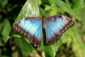 Butterfly Prints: Blue Morpho, (Morpho anaxibia), South America, Imago