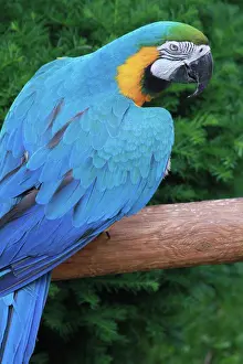 Rainforest Prints: Blue Parrot looking at camera