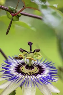 Plant Life Prints: Blue passion flower, (Passiflora caerulea), flower, close up