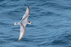 Birdwatching Prints: Blue Petrel (Halobaena caerulea) flying over the ocean searching for food near South Georgia Island