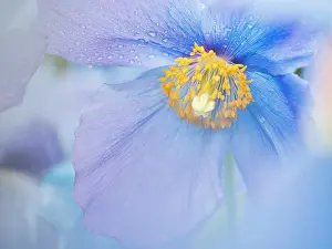 Droplet Prints: A blue poppy flower, close up with rain drops on the petals