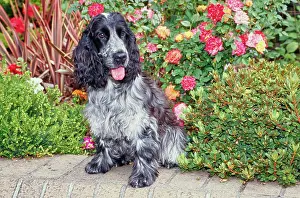 Canine Prints: A blue roan English cocker spaniel sitting on a brick planter with red orange and yellow flowers behind