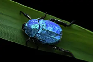 Ambiance Prints: blue scarab beetle (Hoplia coerulea), male, Orleans, France