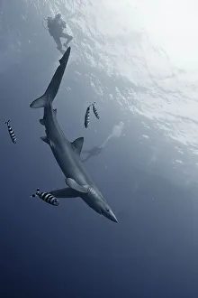 Oxygen Prints: Blue shark (Prionace glauca) and a scuba diver underwater