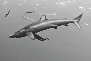 Swimming Animal Prints: Blue shark (Prionace glauca) with small fish underwater