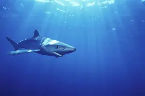 Seas Prints: Blue shark swimming off the Cape of Good HopeSouth Africa