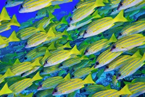 Calm Prints: Blue-striped Snapper, Lutjanus kasmira, North Ari Atoll, Maldives, Indian Ocean, Asia