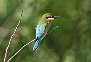 Nationalpark Prints: Blue-tailed Bee-eater (Merops philippinus) adult